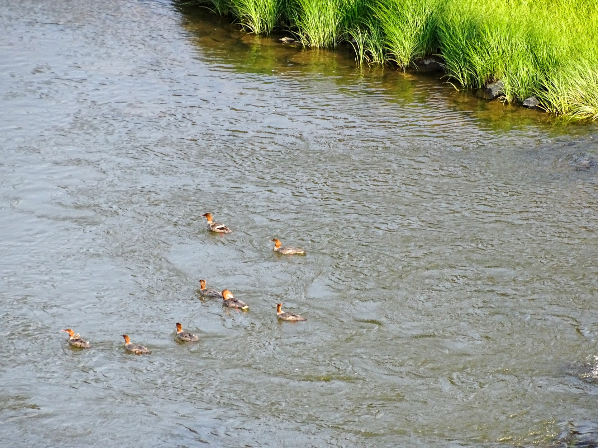 ducks on water riverside Colorado Rio Grande Del Norte Ranch