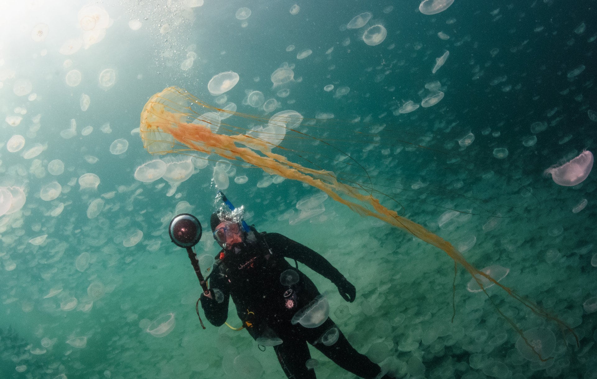 jellyfish diving alaska fidalgo bay