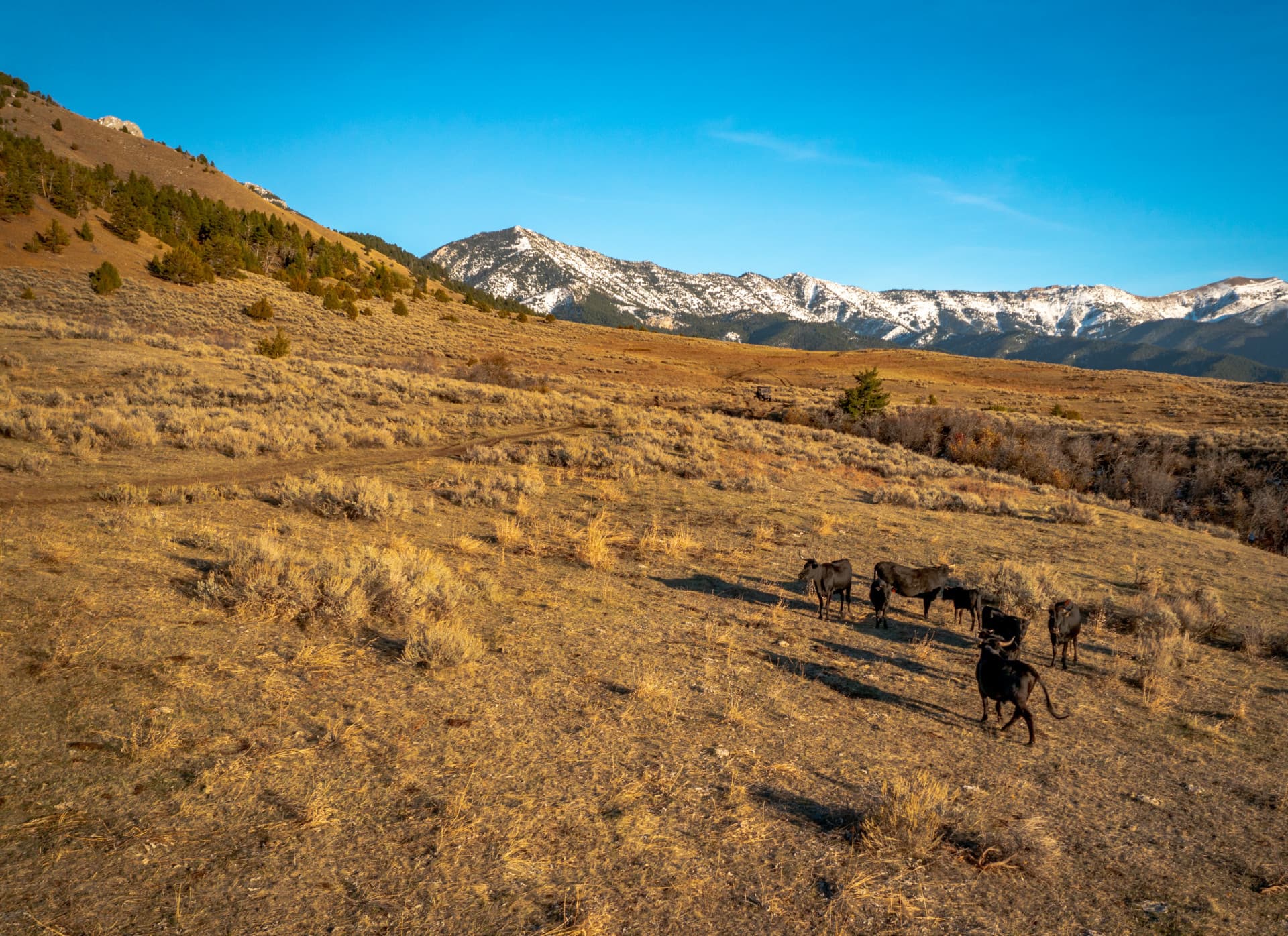 land for sale corbly mountain ranch bozeman montana