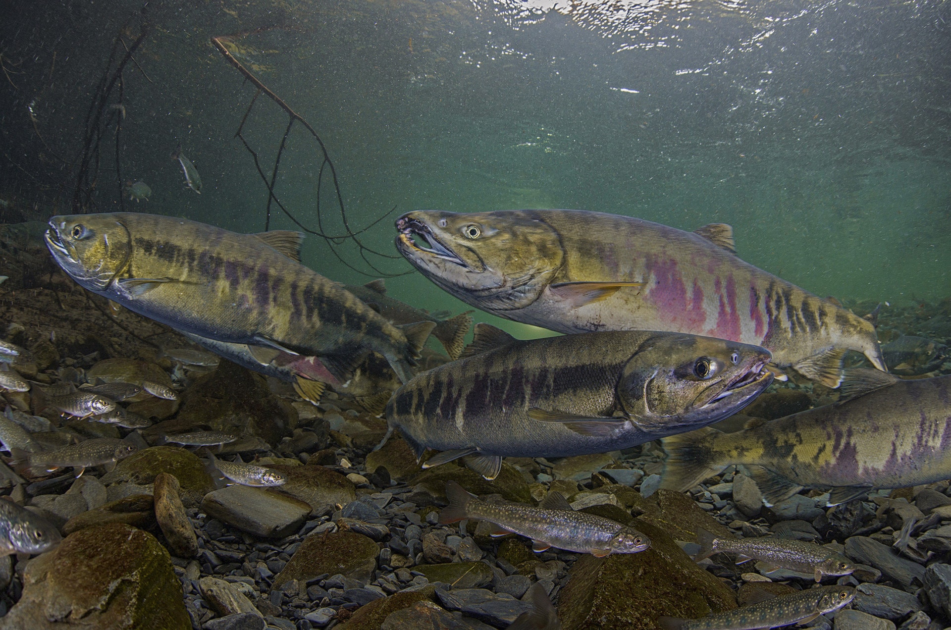 salmon alaska fidalgo bay