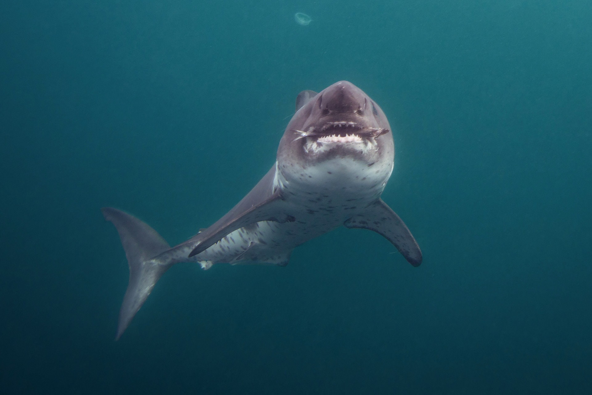 salmon shark alaska fidalgo bay