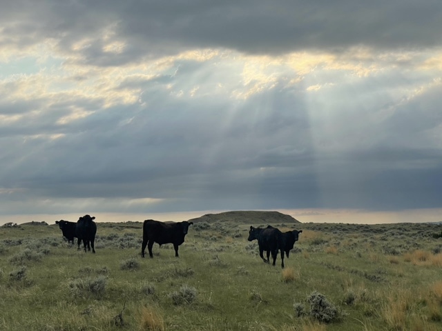 Snow Creek Ranch Cattle grazing in Montana