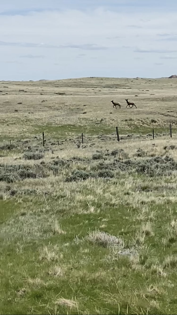 Snow Creek Ranch in Montana yearling elk