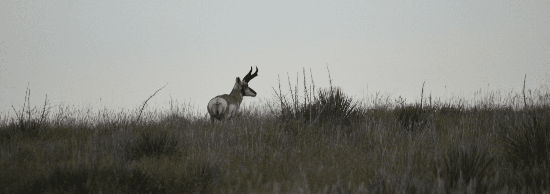 Big Game Hunting Tips Land Investor Magazine