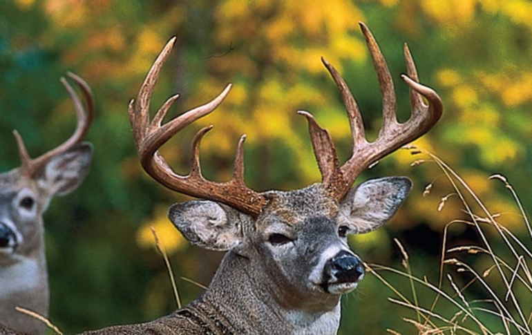 White tail deer land investor