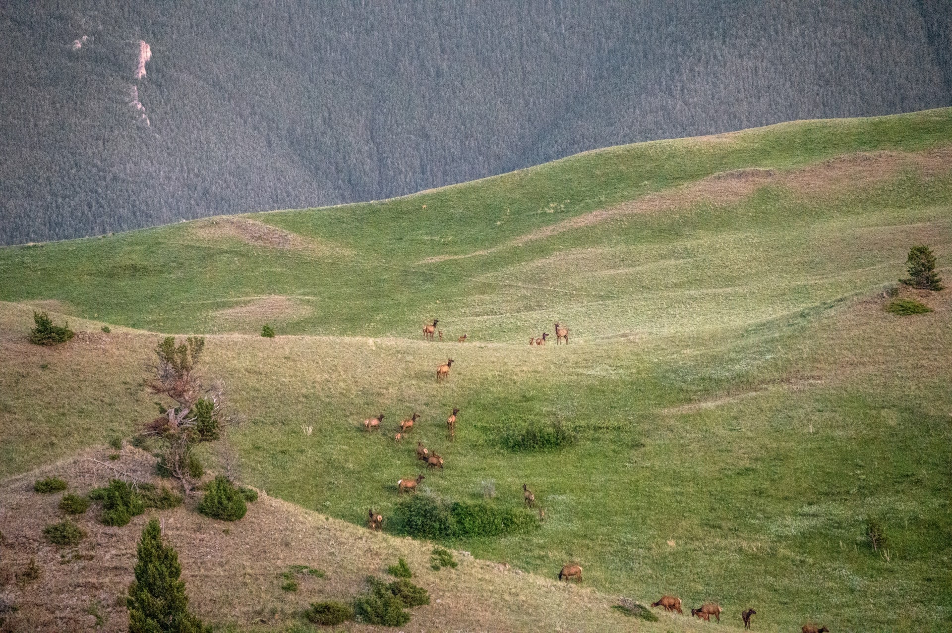 animals montana bozeman pass ranch tract 2