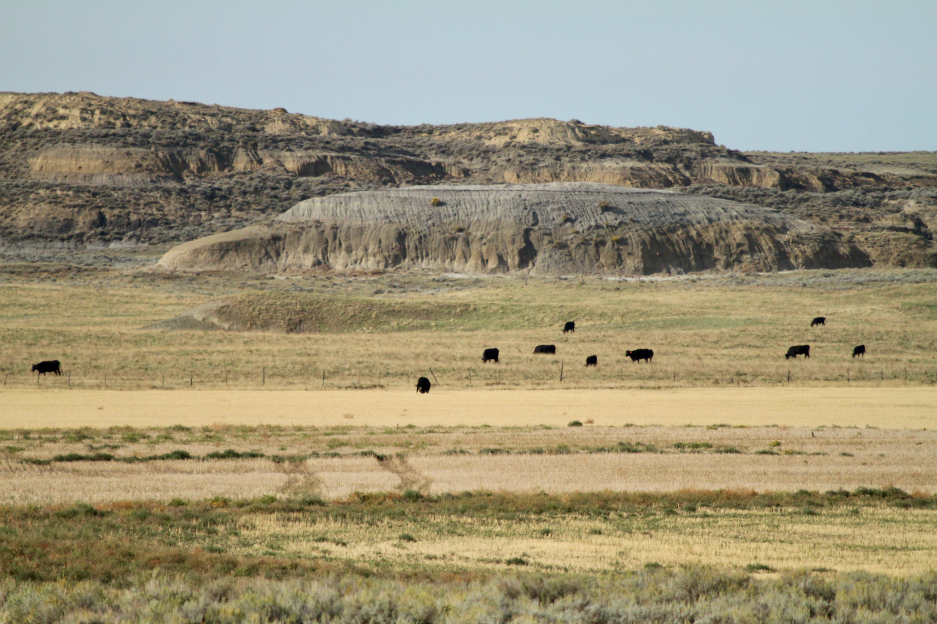 black angus cattle montana t rex ranch