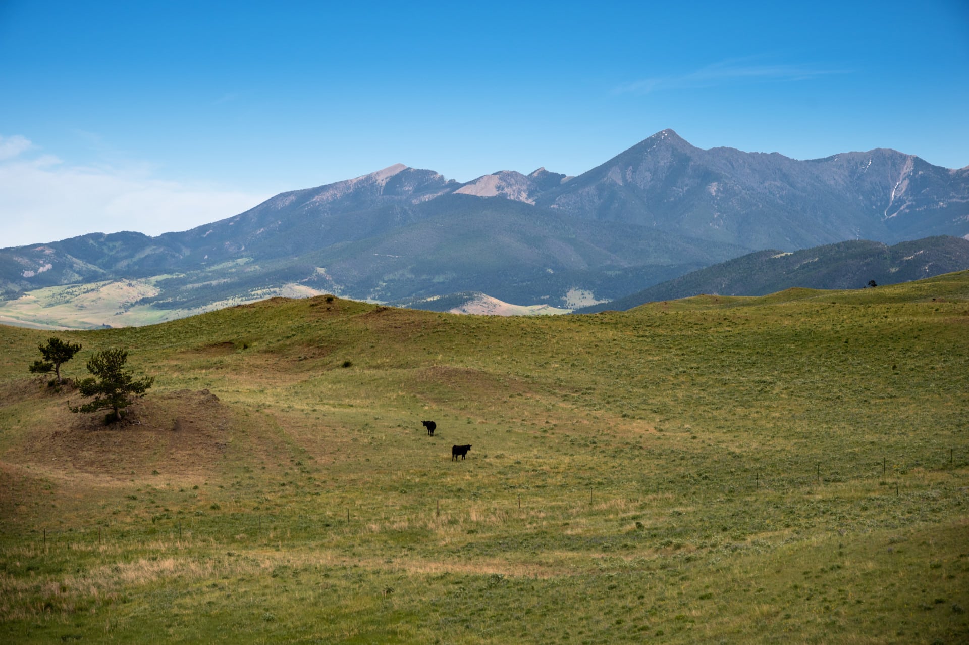 cattle montana bozeman pass ranch tract 2