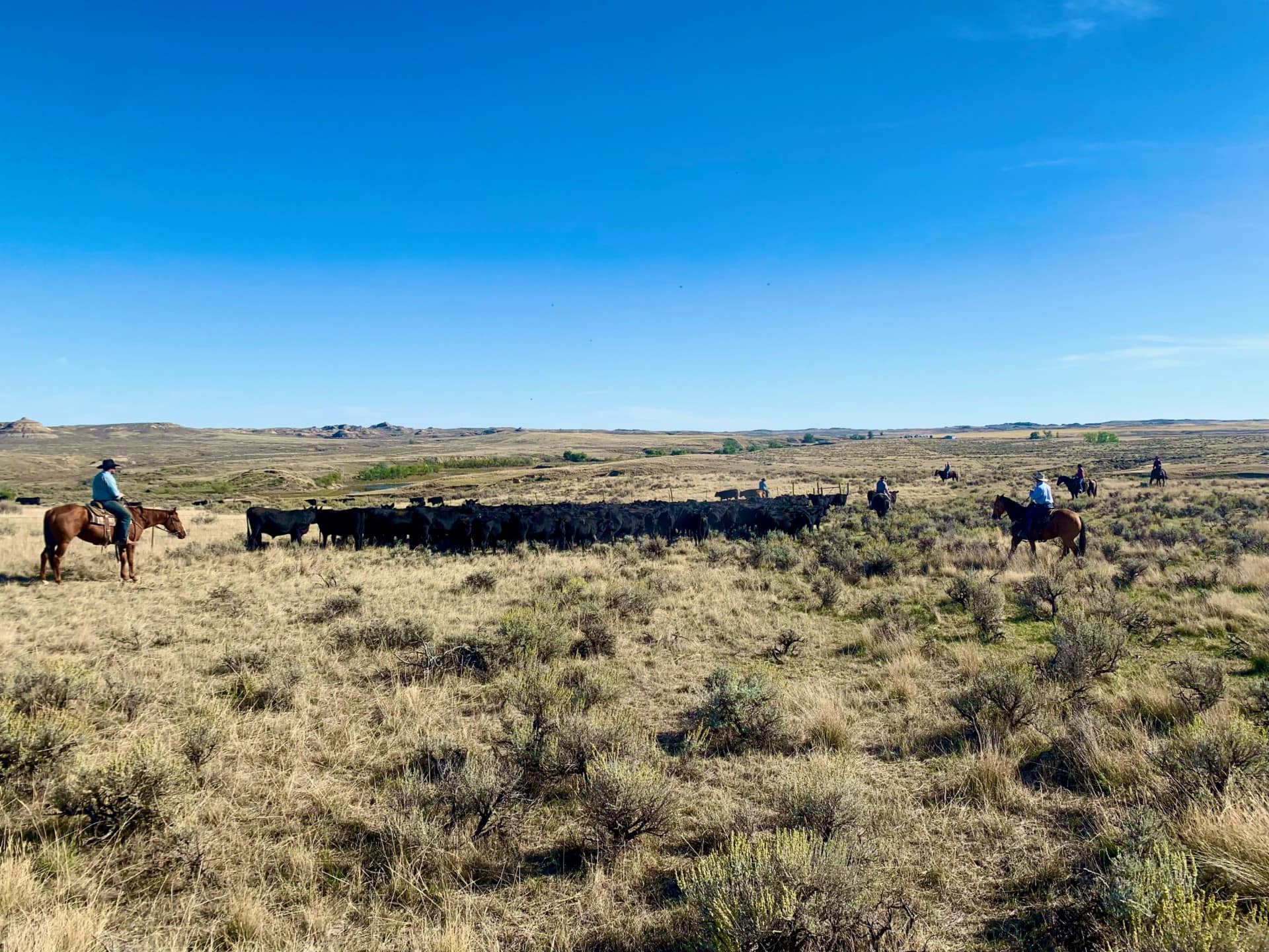 cattle property for sale montana t rex ranch