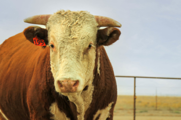 cattle property for sale oregon hufford hereford ranch
