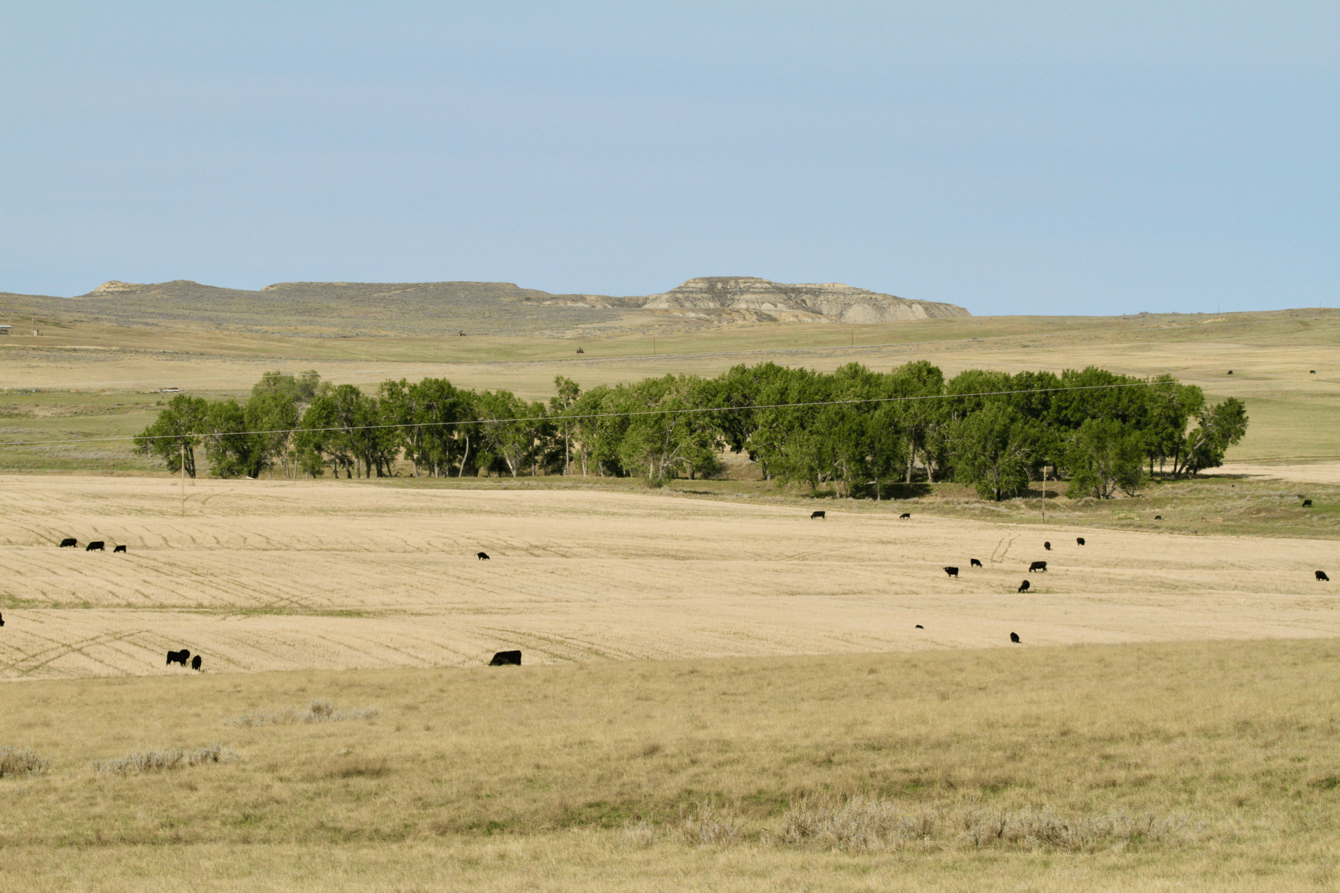 cow calf pairs montana t rex ranch
