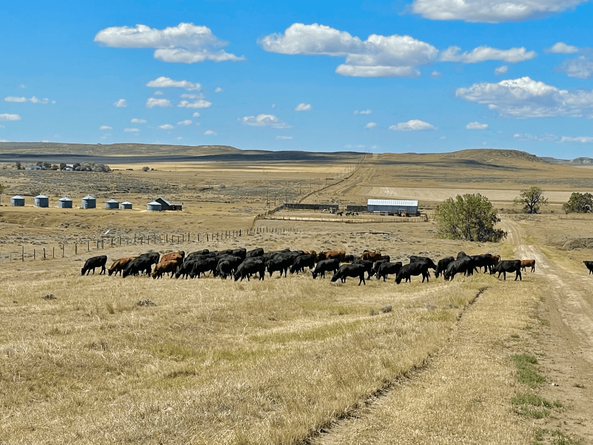 cows montana t rex ranch