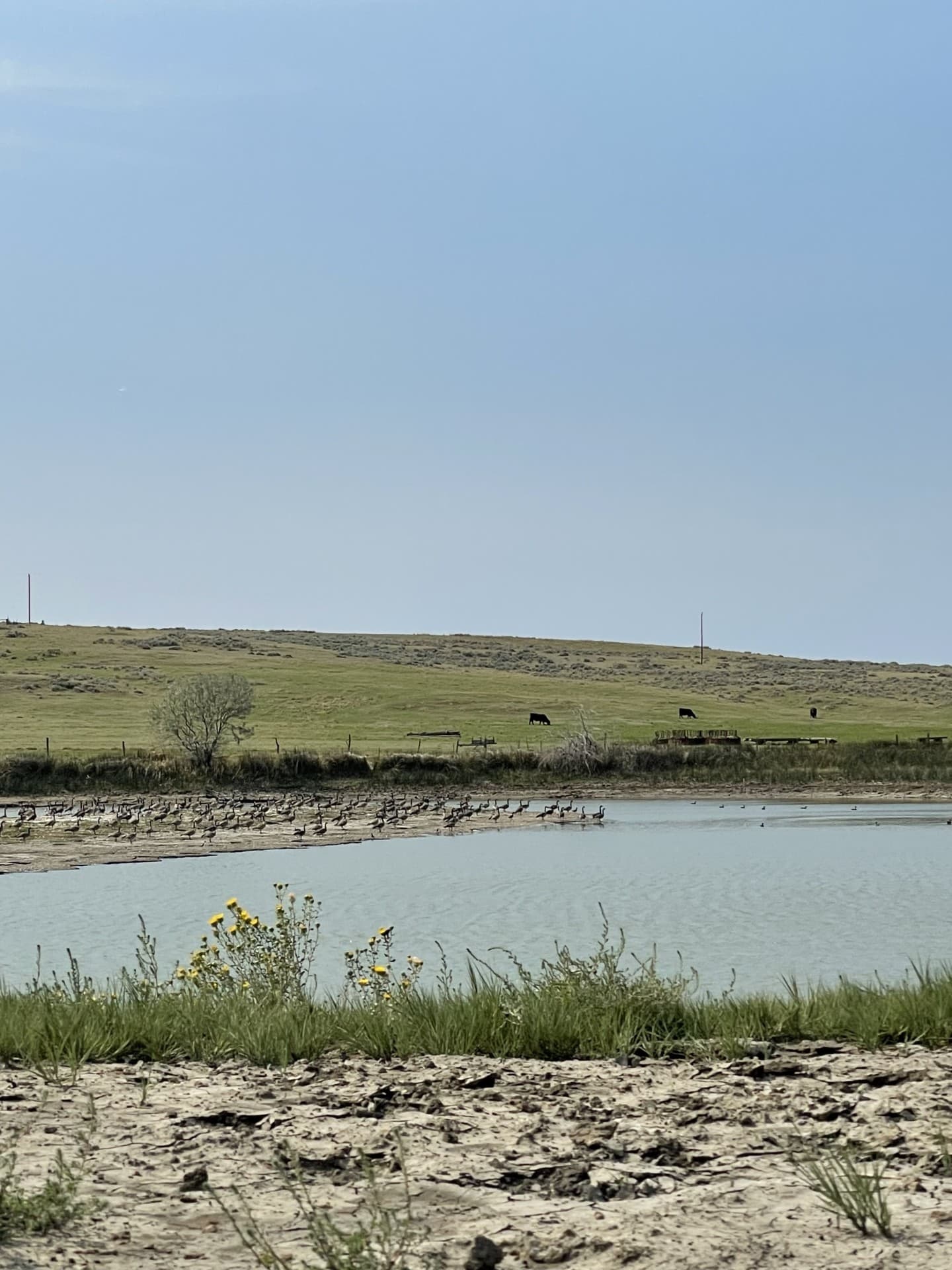 geese montana t rex ranch