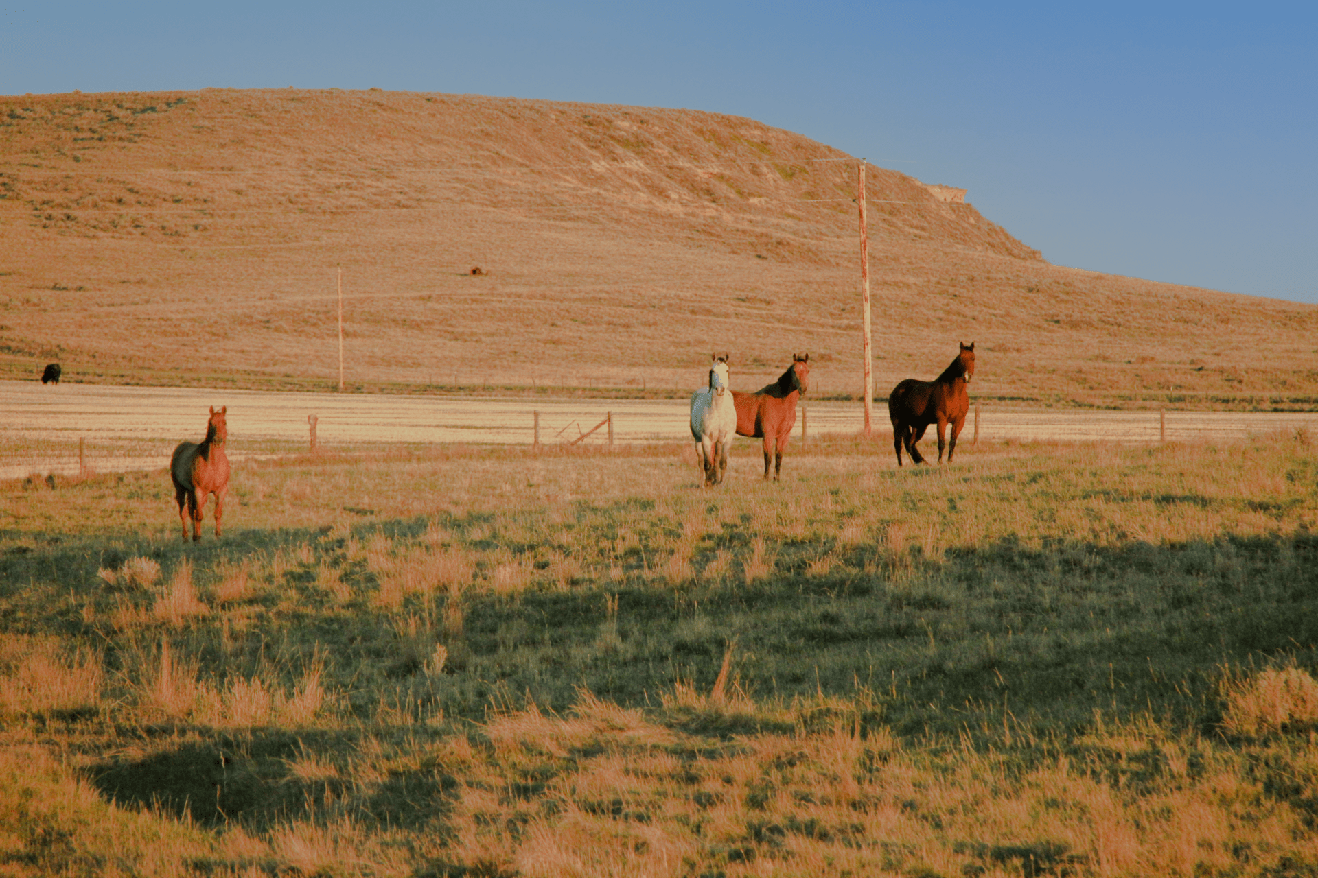 horses montana t rex ranch_