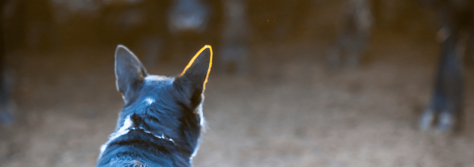 Dogs of Ranchlands Fay Ranches land investor