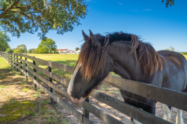 equestrian property for sale texas dos brisas ranch