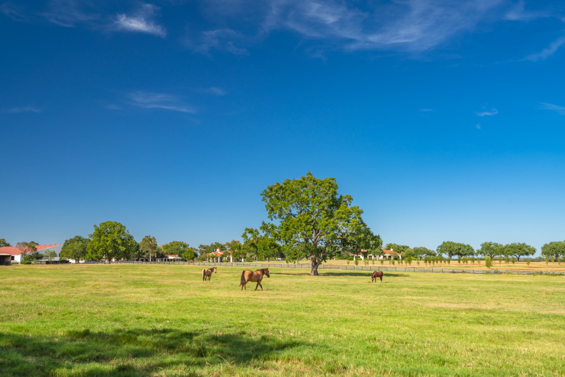 field horse texas dos brisas ranch