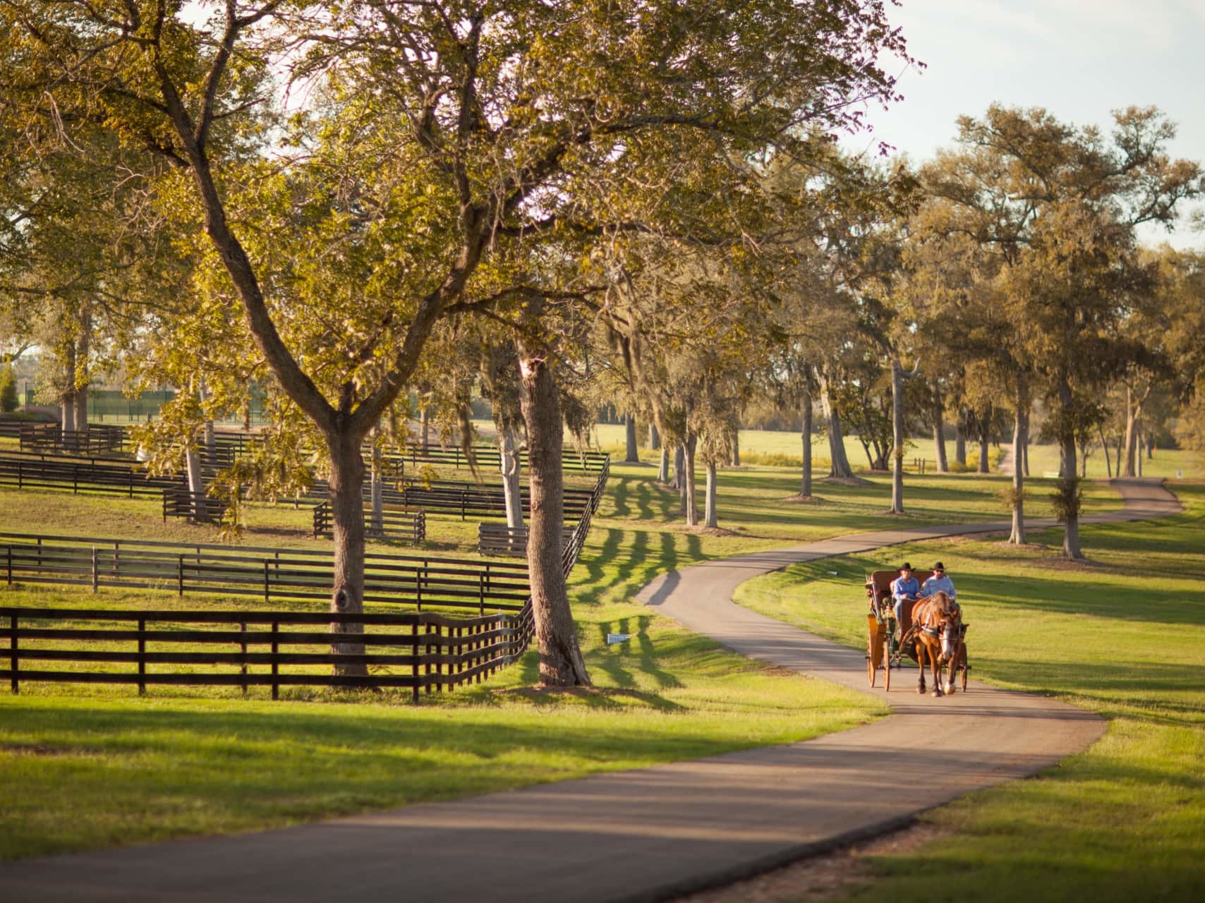 horse on pathway texas dos brisas ranch