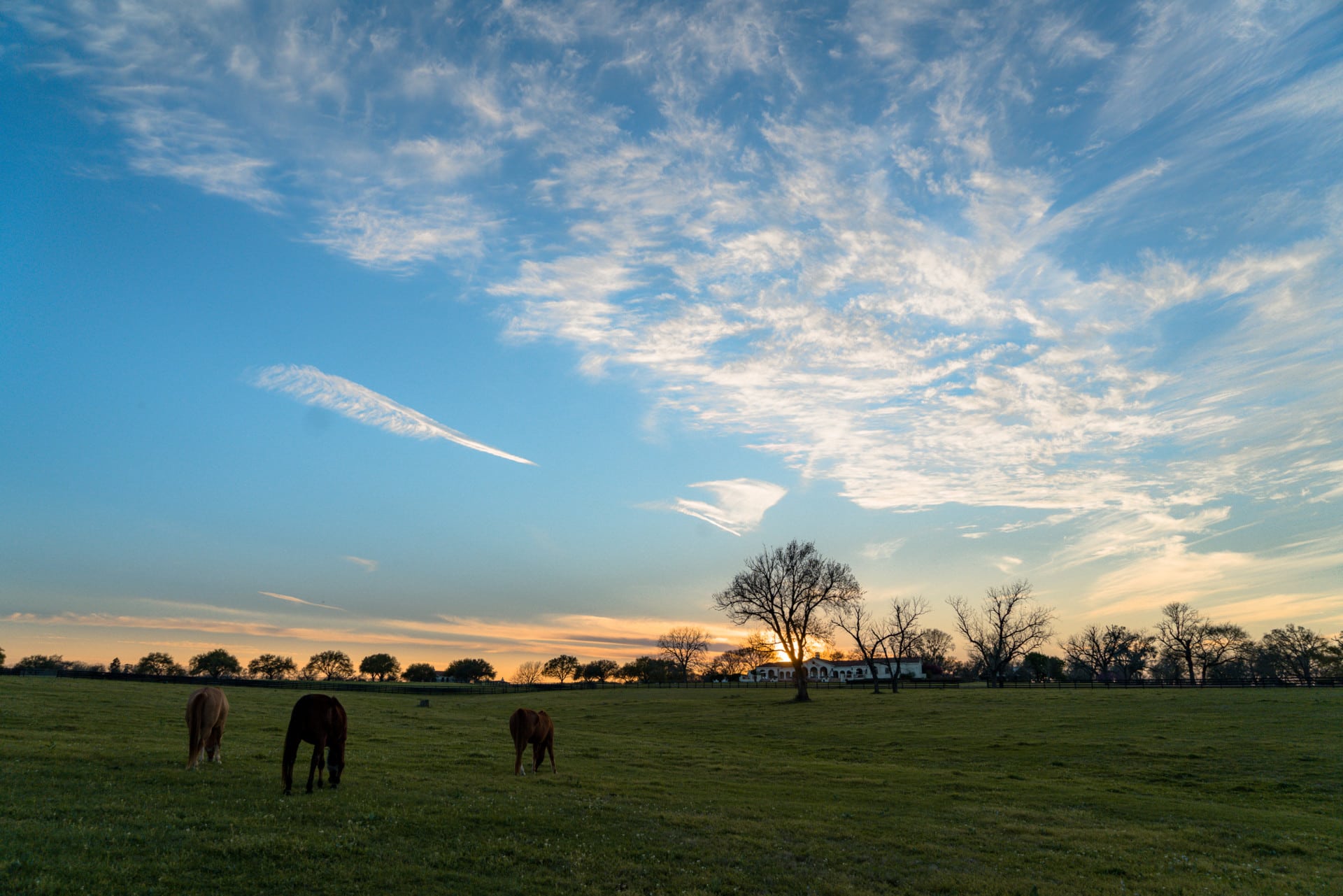 sunset horses texas dos brisas ranch
