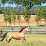 texas equestrian ranch for sale dos brisas