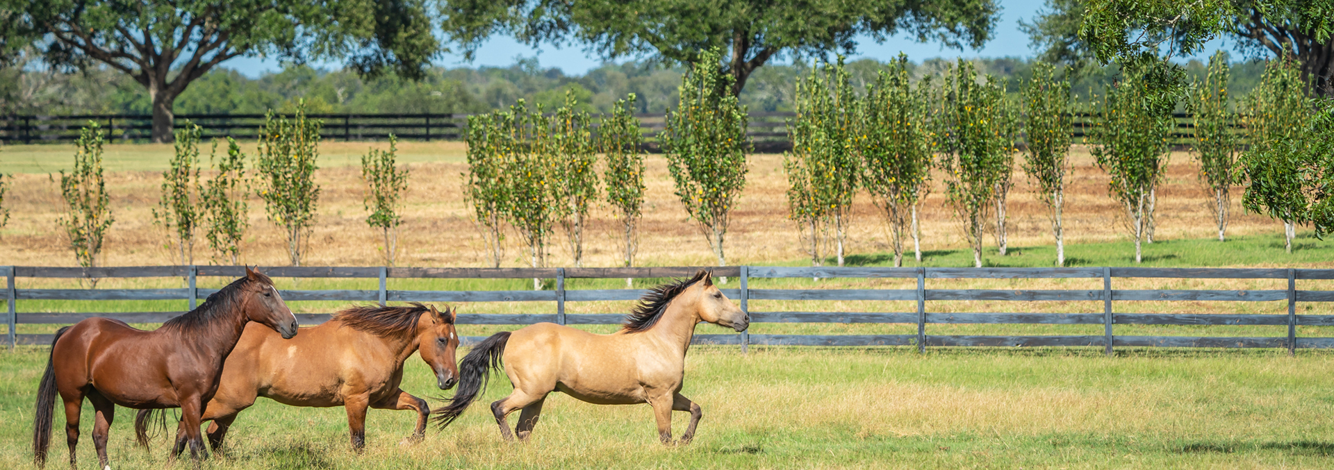 texas equestrian ranch for sale dos brisas