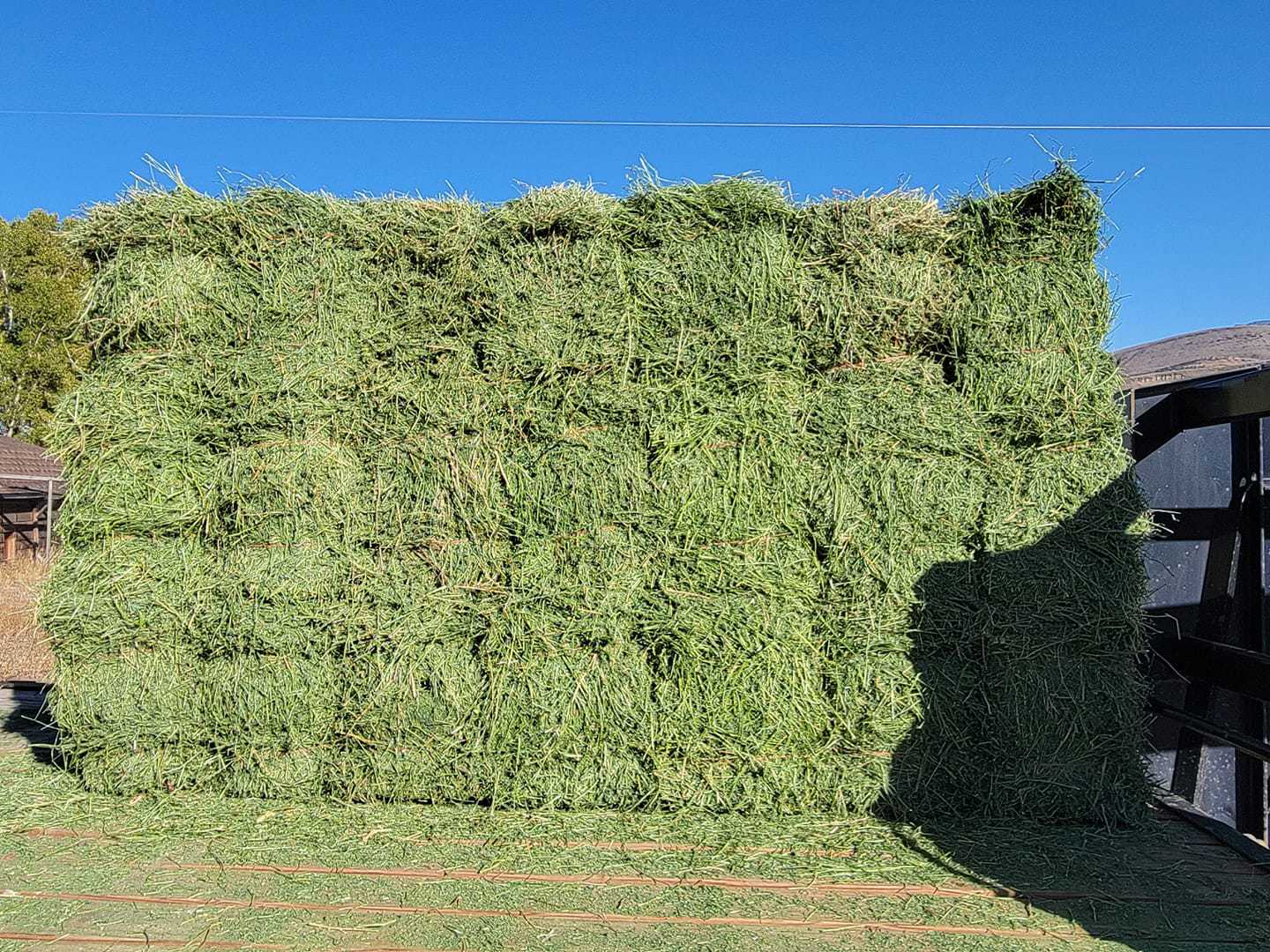 alfalfa horse hay for sale wyoming slash wy ranch