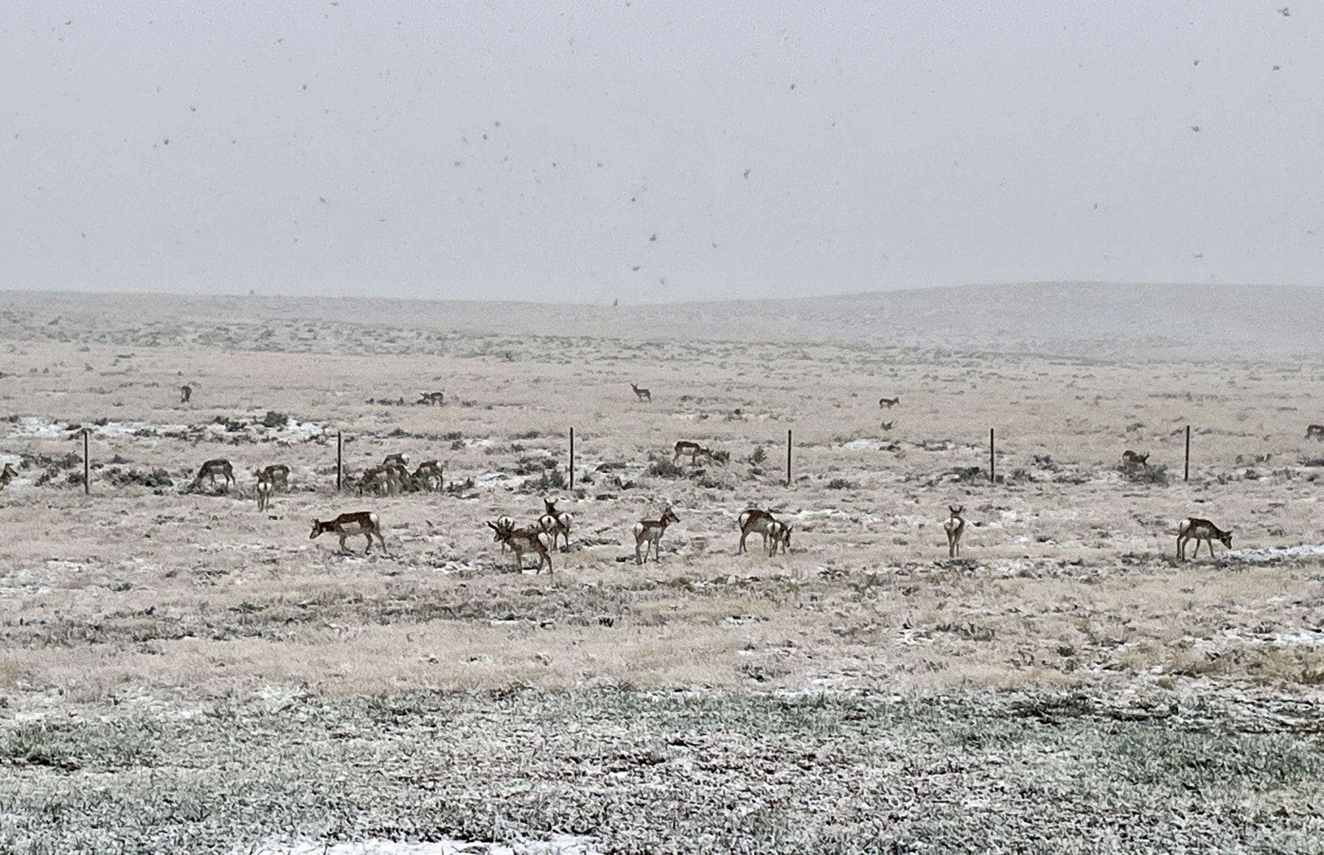 herd of antelope wyoming cactus ranch