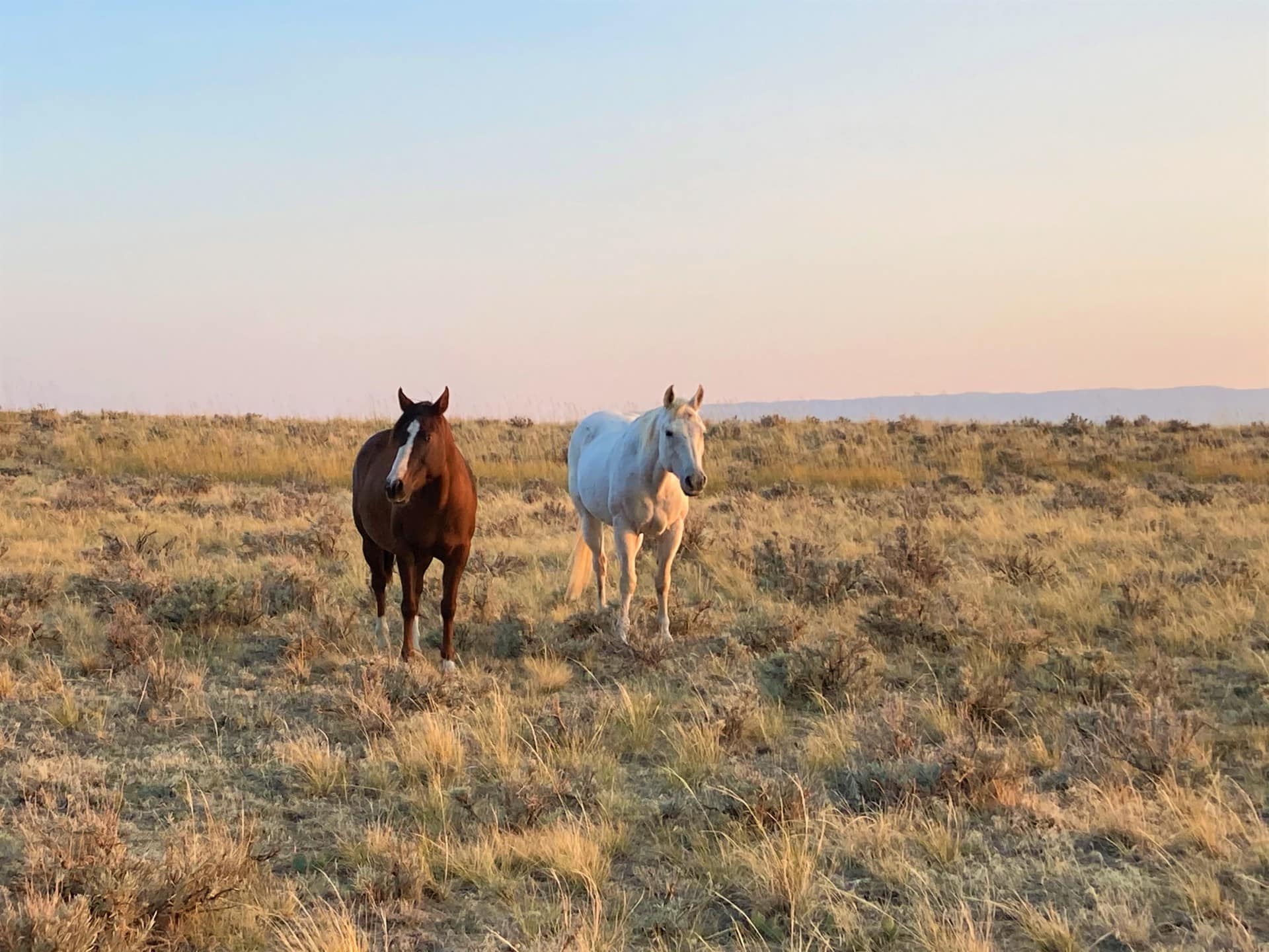 horse pasture land for sale wyoming cactus ranch