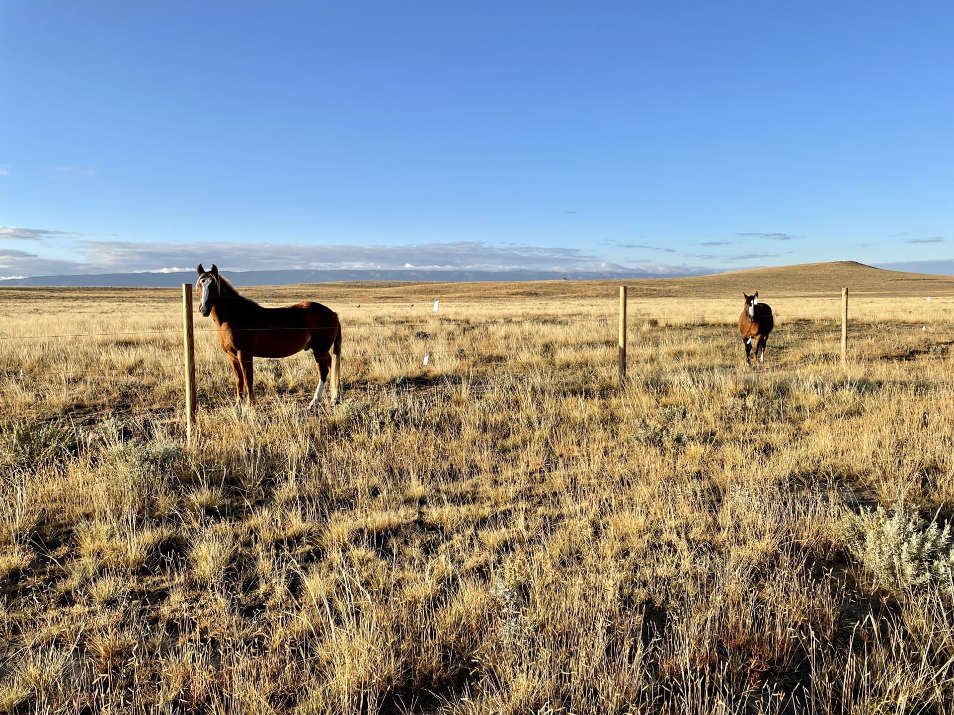 horse property with pasture land wyoming cactus ranch