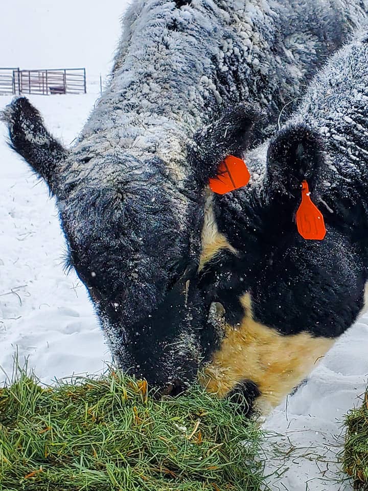 winter cattle feeding wyoming slash wy ranch