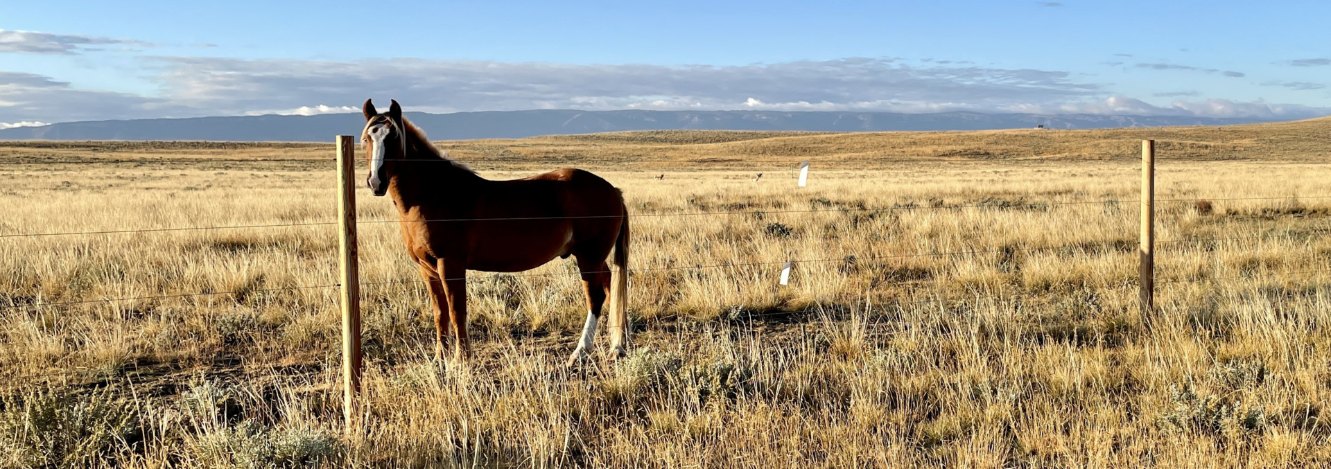 wyoming horse property for sale cactus ranch