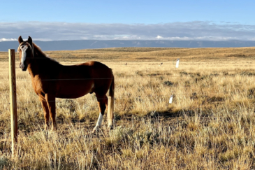 wyoming horse property for sale cactus ranch