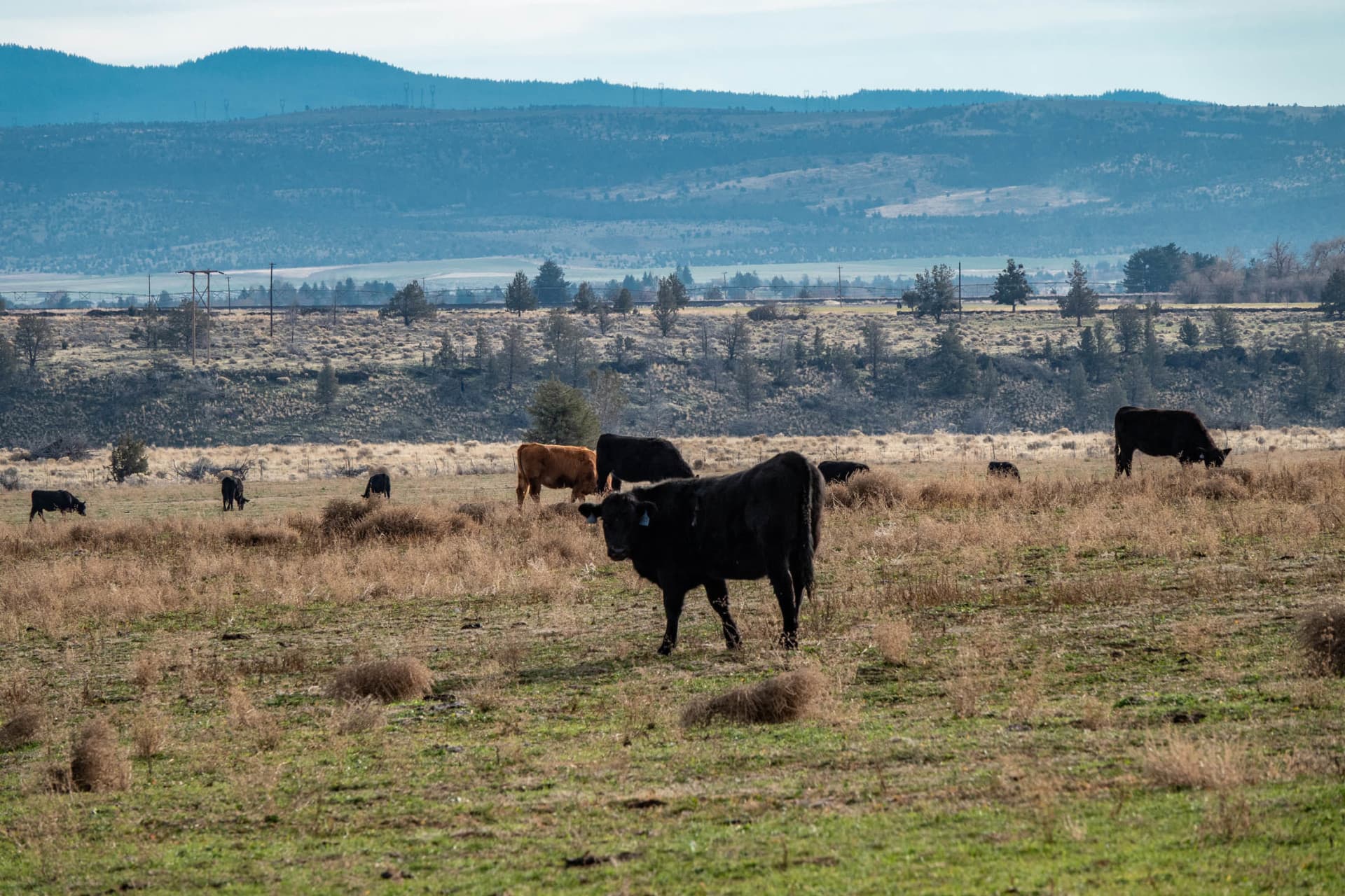 Cows Oregon Dry Canyon Farm