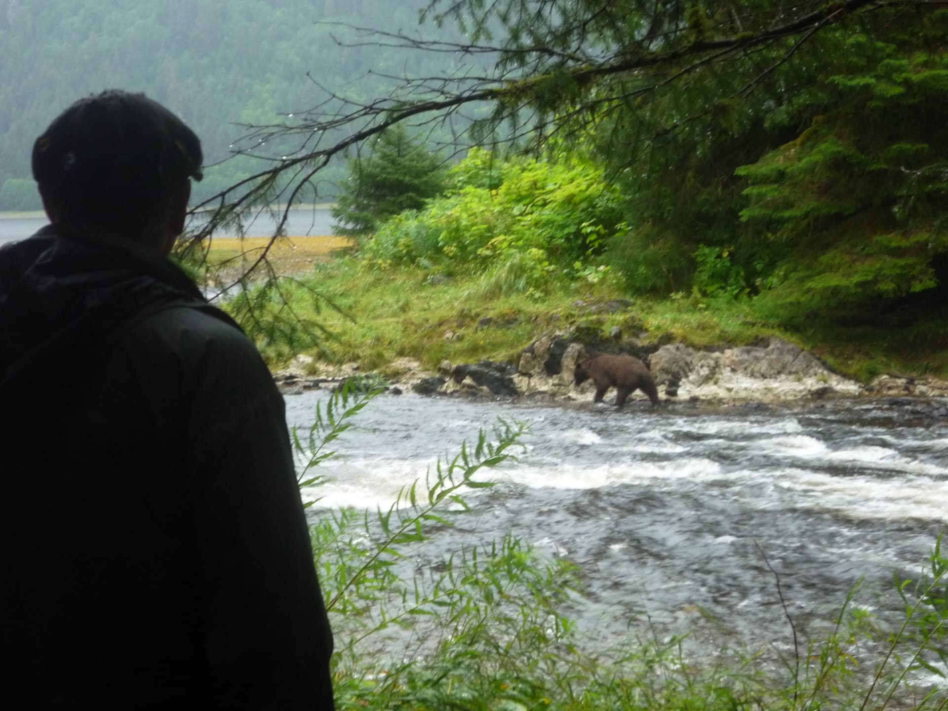 Bear at trout stream alaska chatham alaska retreat