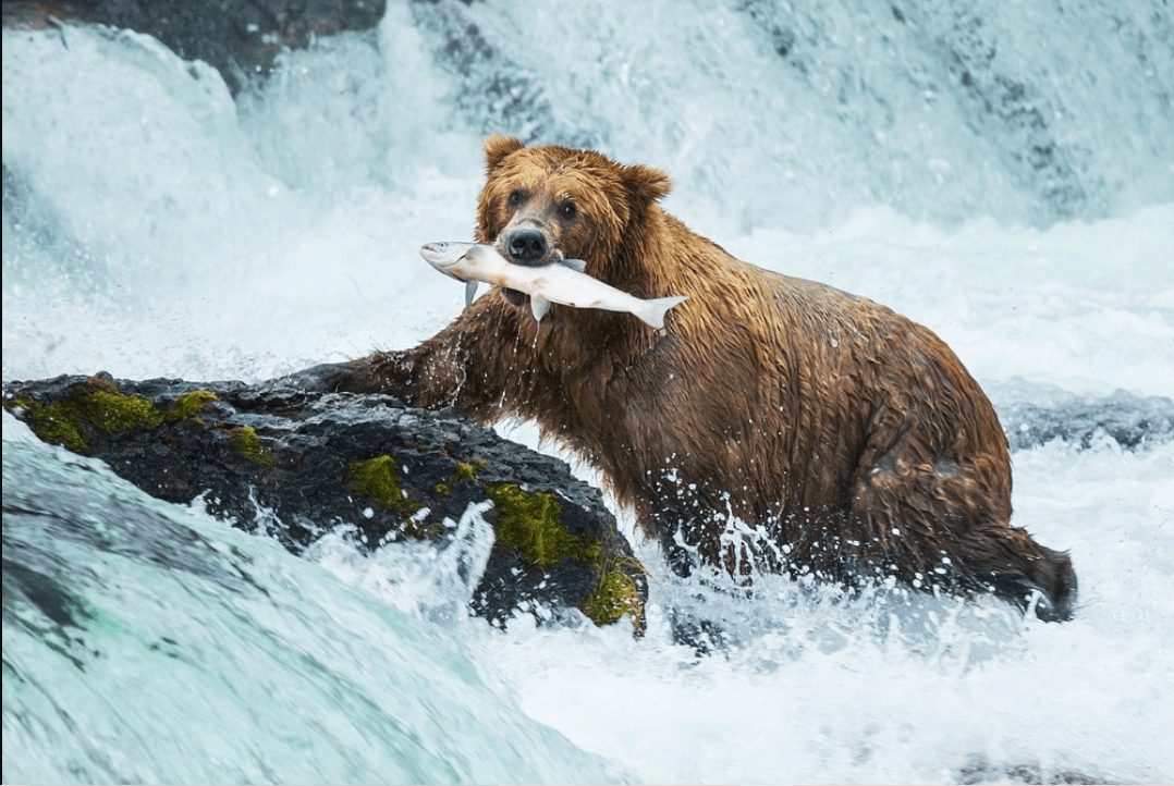 Bear caught fish alaska gold creek lodge