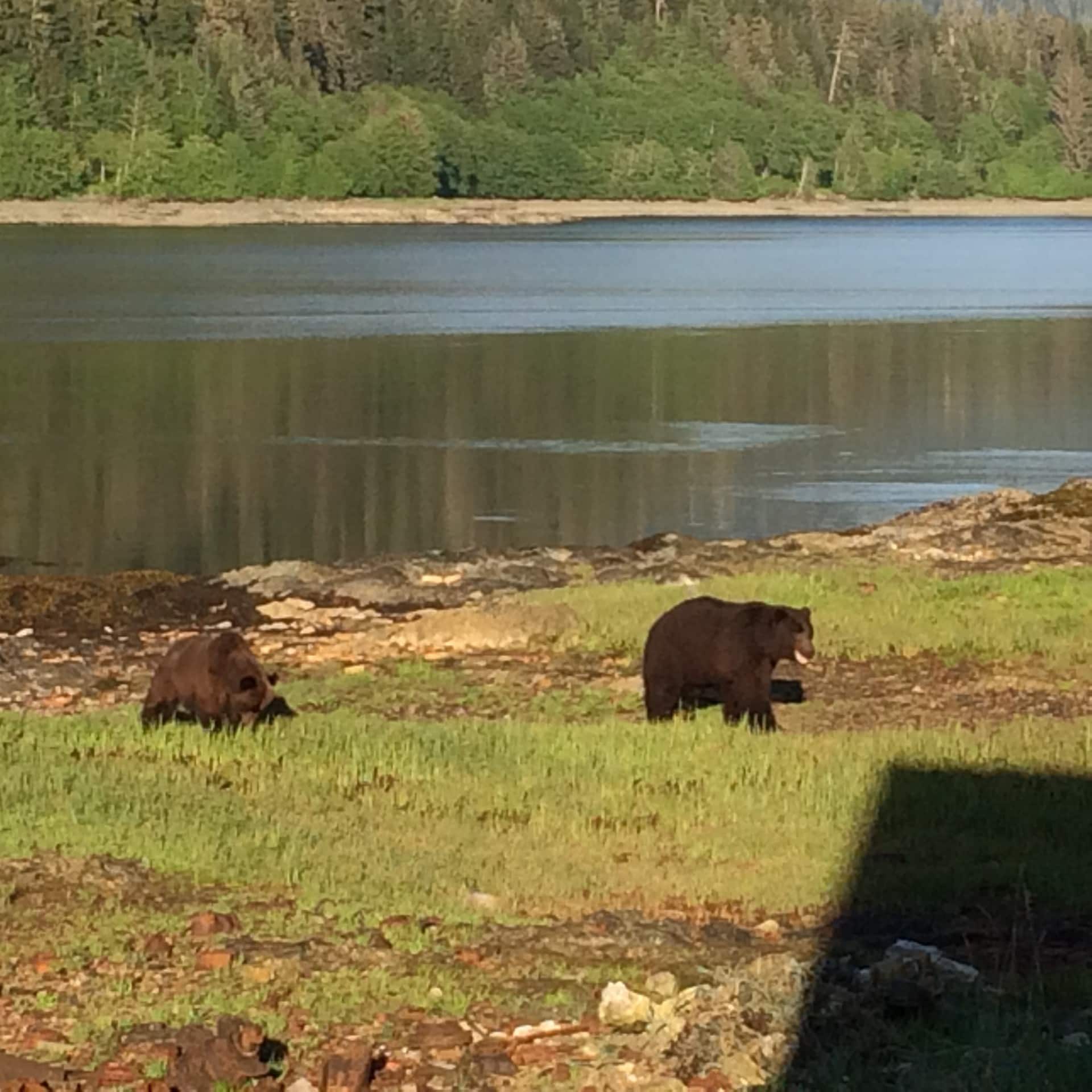 Bear viewing alaska chatham alaska retreat