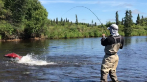 Caught a fish alaska gold creek lodge