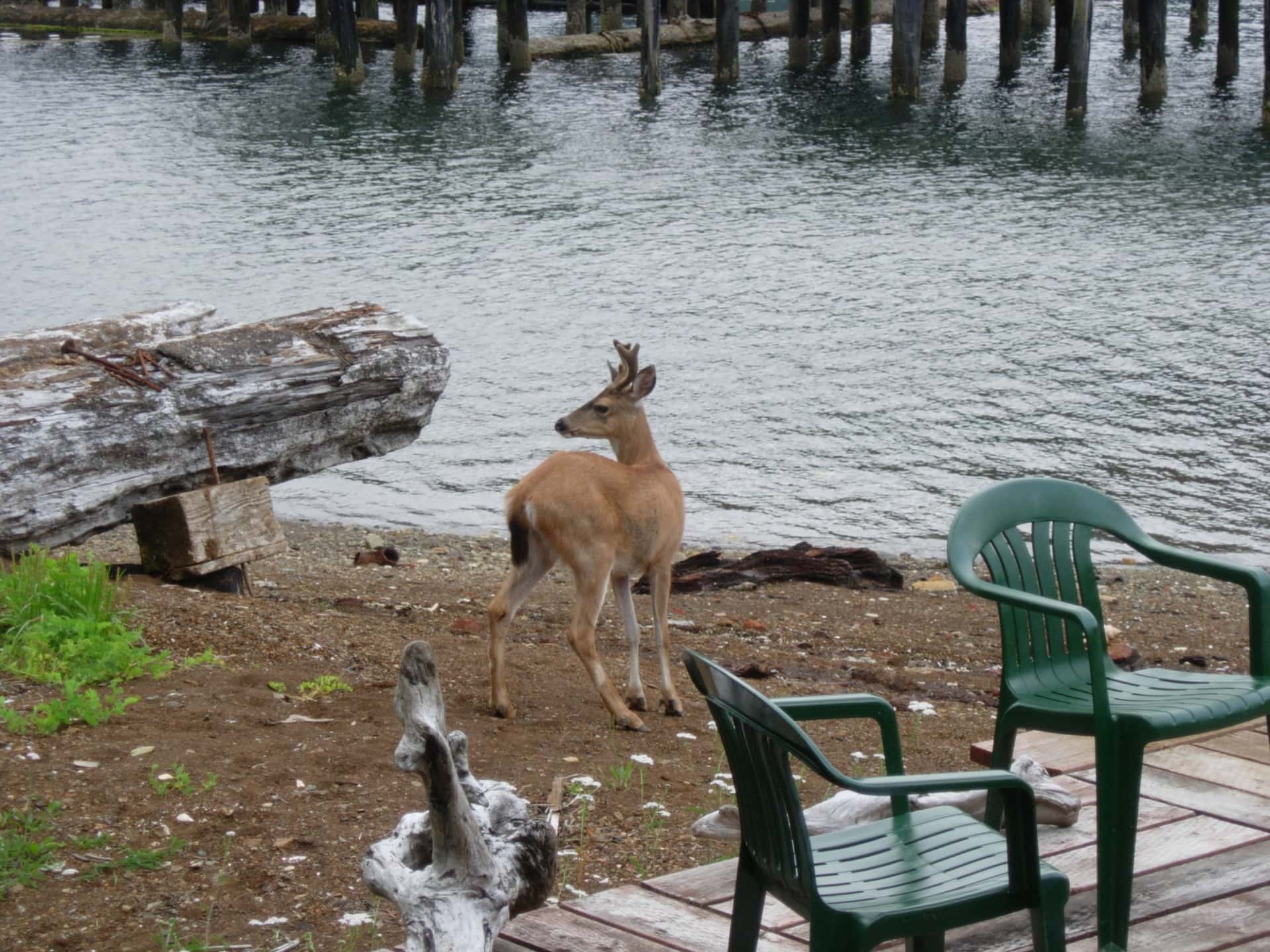 Deer on beach alaska chatham alaska retreat