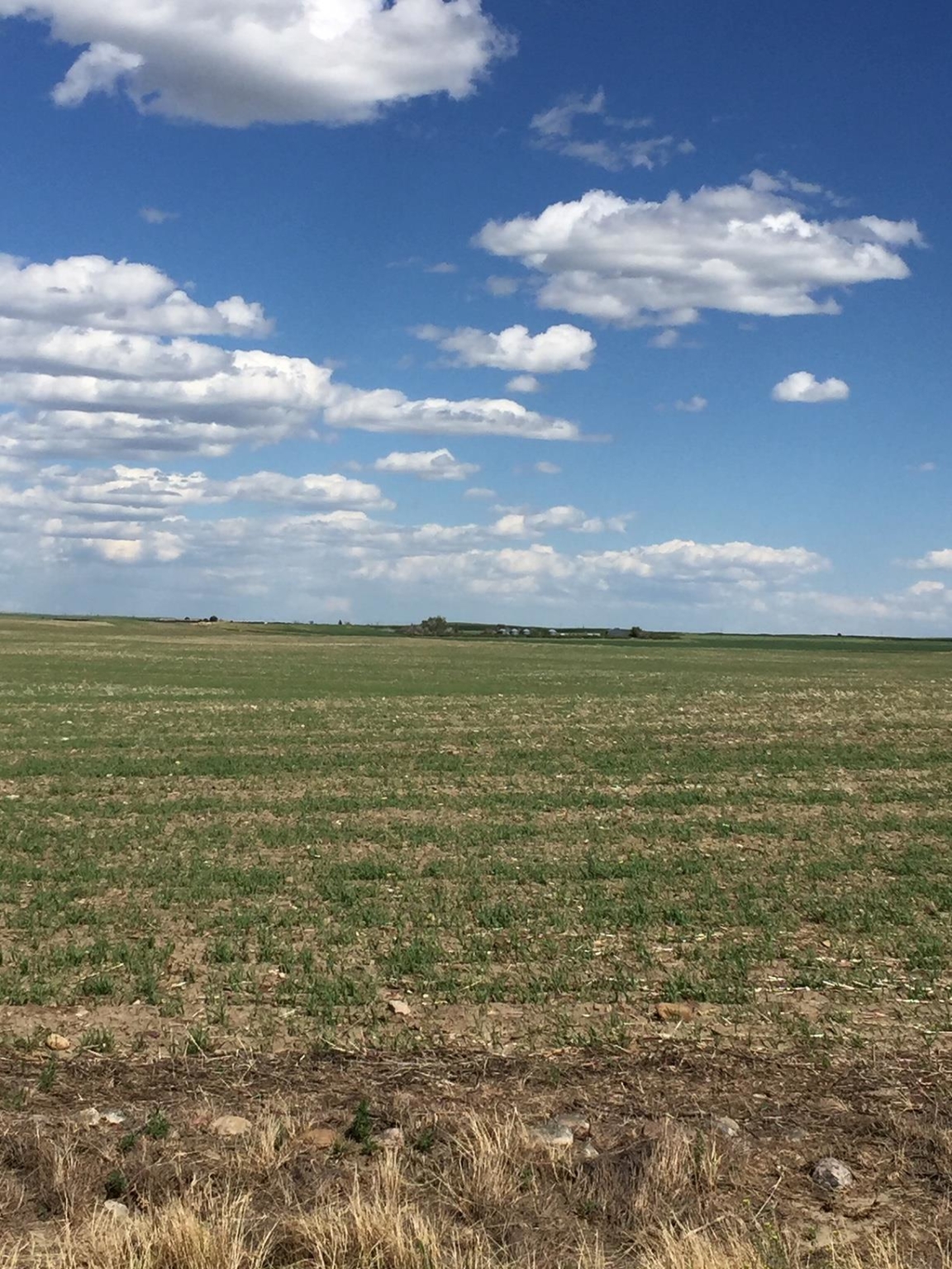 H & J Quarters Farm No Wind | Ethridge Montana | Fay Ranches