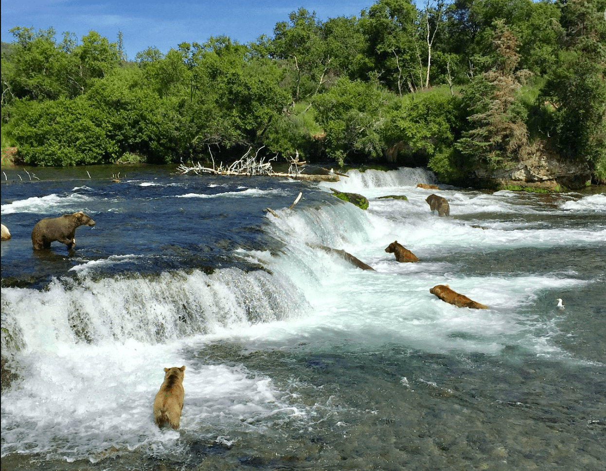 bear at falls alaska gold creek lodge