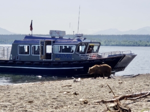 brown bear water taxi alaska gold creek lodge