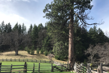 equestrian property for sale oregon the legend of cove creek ranch