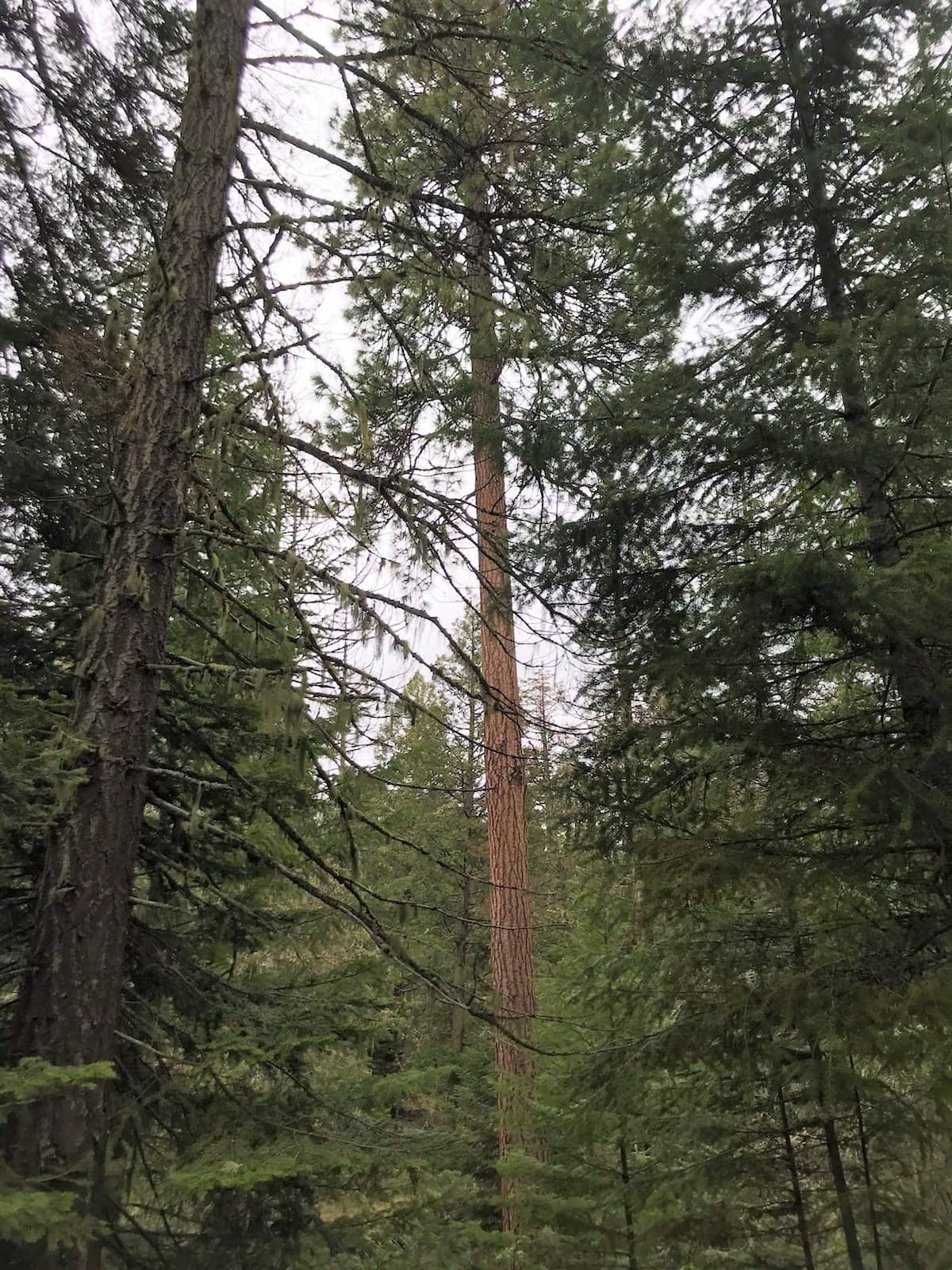 stands of douglas fir, cedar, pine oregon the legend of cove creek ranch