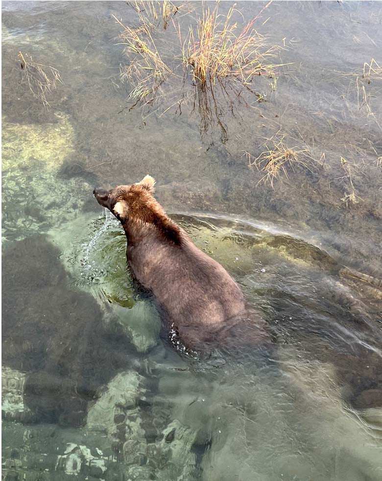 swimming bear alaska gold creek lodge
