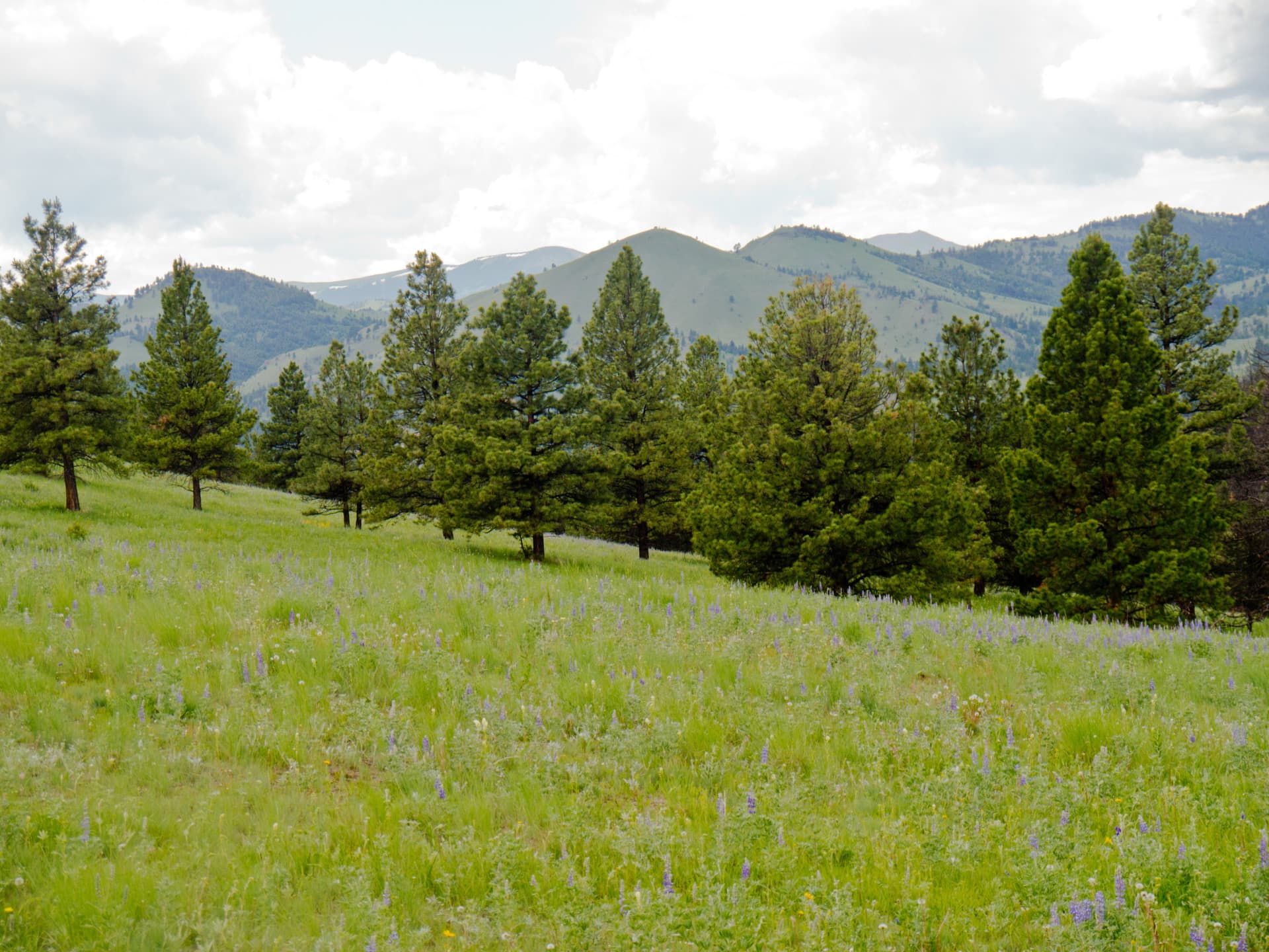 Green Grassy Meadow Montana Rattlesnake Creek Ranch