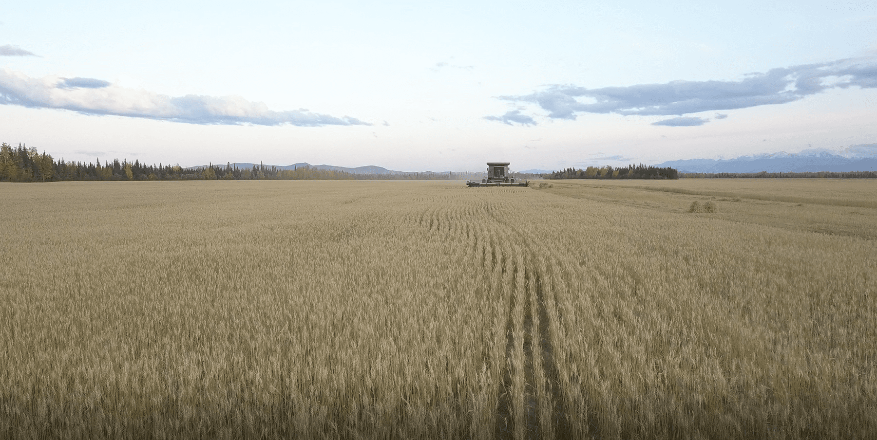 Harvest begins alaska schultz farms