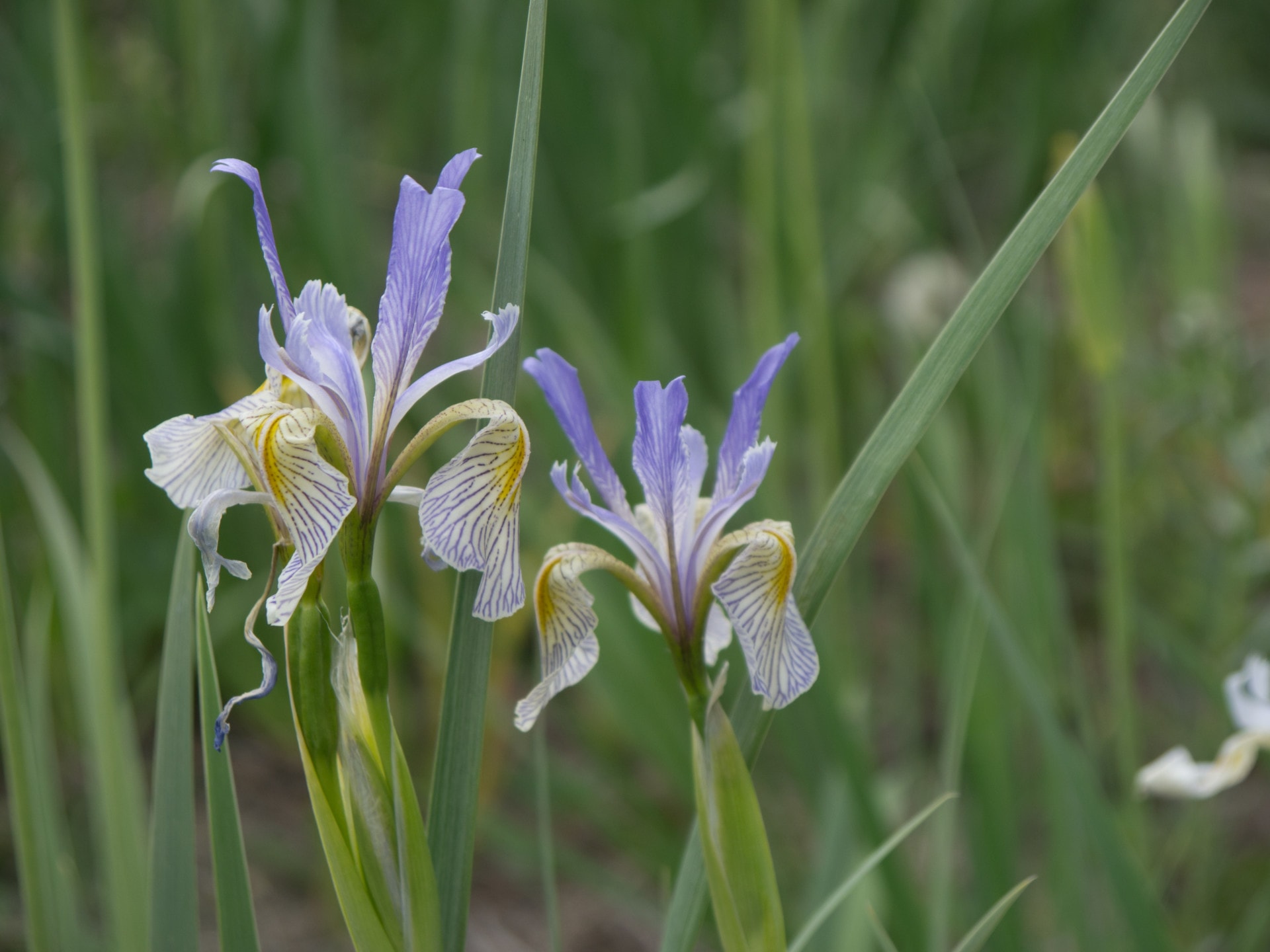 Iris Wildflower Montana Rattlesnake Creek Ranch