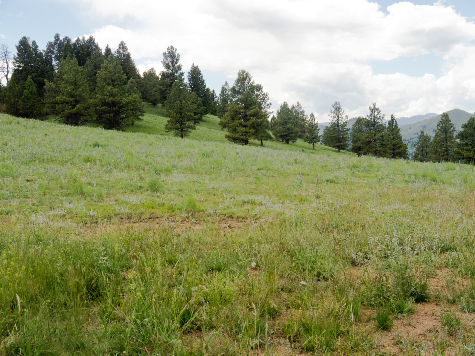 Meadow with Trees Montana Rattlesnake Creek Ranch