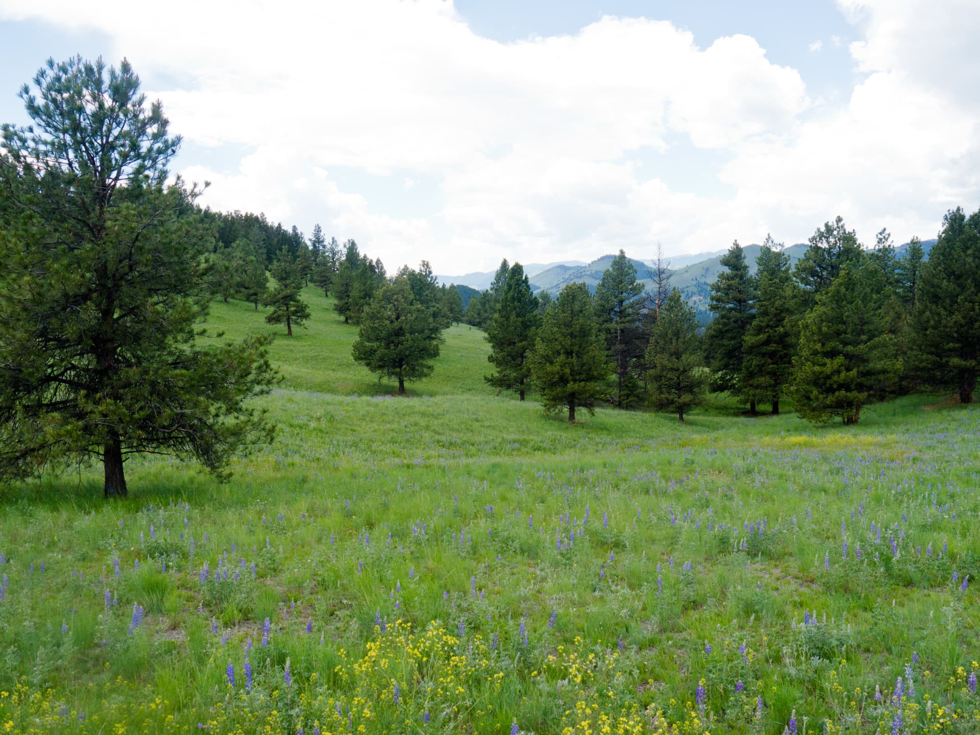 Mountain Meadow Montana Rattlesnake Creek Ranch