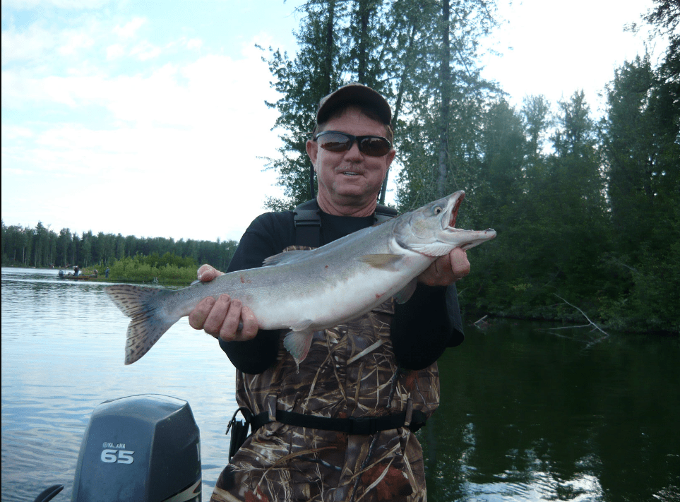 Pink salmon alaska mcdougall lodge llc